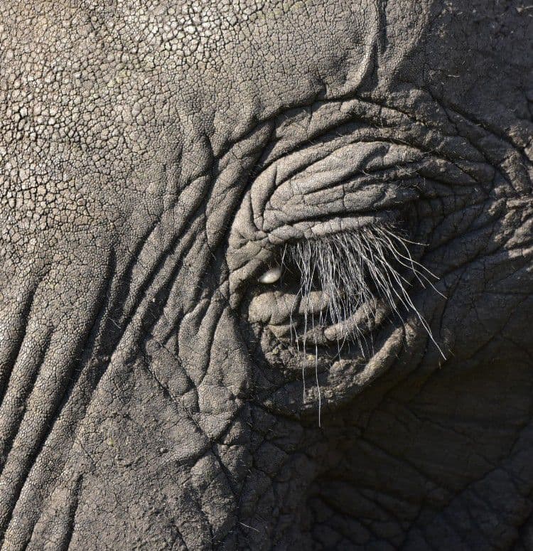 Track the Big Five