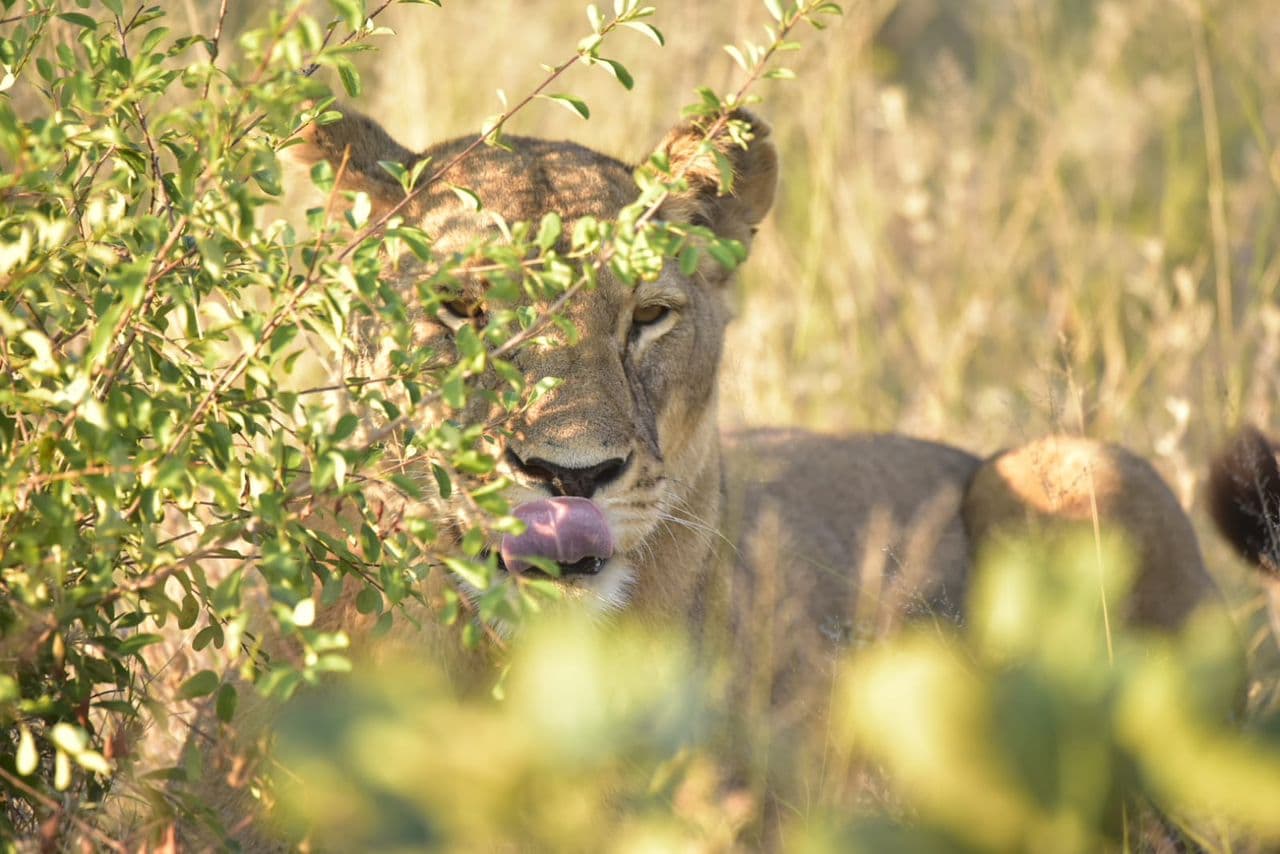 Track the Big Five